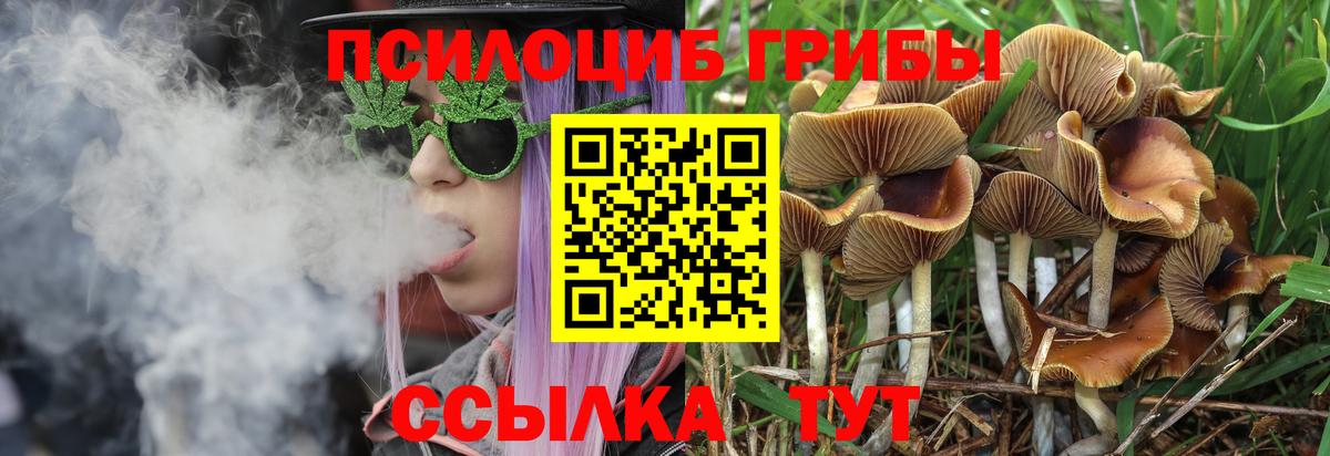 Псилоцибиновые грибы Мытищи